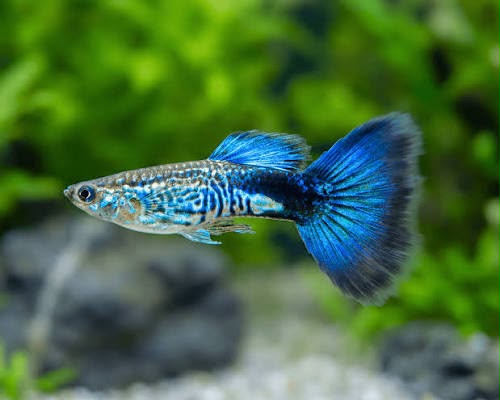 Blue Delta Guppy