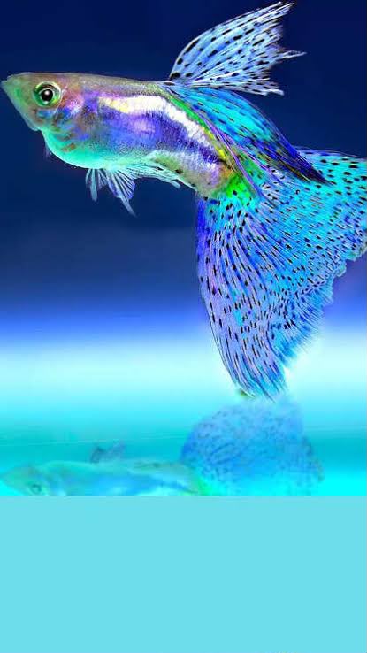Blue Fantail Guppy
