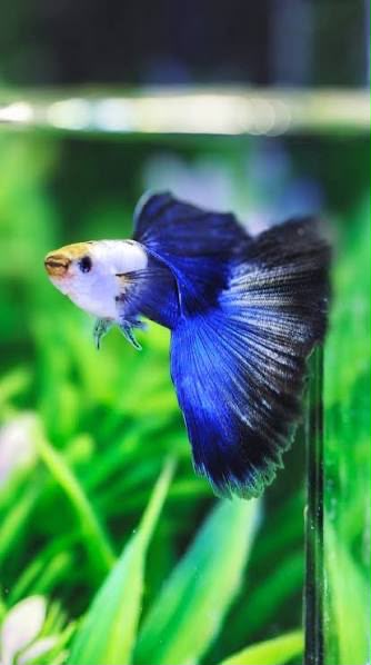Blue Moscow Guppy