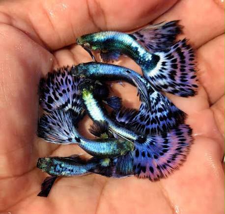 Fancy Guppies